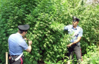 Cannabis pronta per la raccolta, maxi sequestro dei carabinieri Cannabis pronta per la raccolta, maxi sequestro dei carabinieri