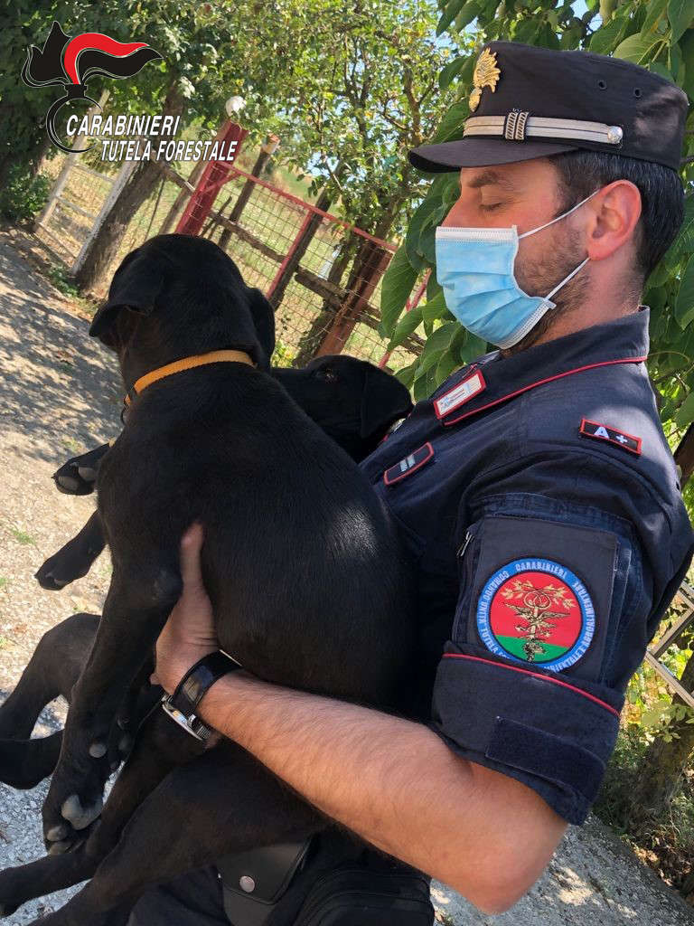 Ripreso dalle telecamere mentre abbandona due cuccioli | identificato e denunciato - Vimarsana News