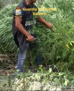 Marijuana tra le piante di mais | arrestato un coltivatore - Vimarsana News
