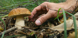 Cercatore di funghi si perde in montagna, ritrovato all’alba