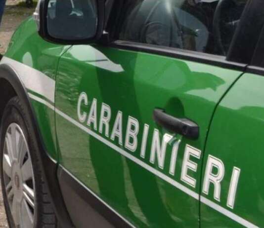 Nel Cilento sequestrati 30mila metri quadrati di bosco, due indagati