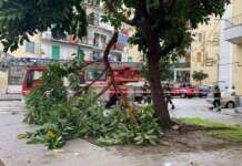 Maltempo nel Sannio, tanti alberi abbattuti ed una frana su una strada