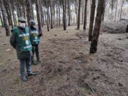 Operazione Parco Sicuro, controlli sui raccoglitori di tartufi