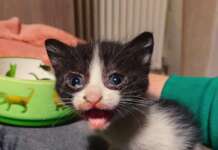 Gatti uccisi a Benevento, AIDAA: “Chi sa parli e il sindaco difenda i gatti”