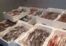 Pesce senza tracciabilità pronto alla vendita: maxi sequestro delle Fiamme Gialle