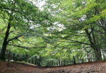 Parco del Taburno, Italia Verde: “Sicurezza e vigilanza restano un’utopia”