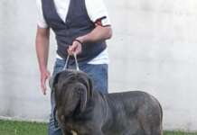 Attila, il mastino napoletano allevato nel Sannio è campione italiano