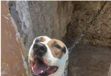 Divieto di tenere i cani alla catena: c’è la legge ma serve anche la formazione