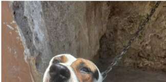 Divieto di tenere i cani alla catena: c’è la legge ma serve anche la formazione