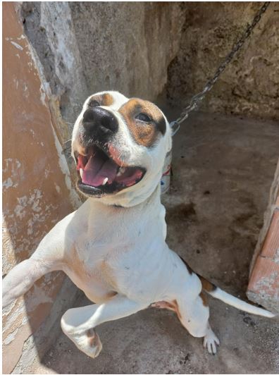 Divieto di tenere i cani alla catena: c’è la legge ma serve anche la formazione Divieto di tenere i cani alla catena: c’è la legge ma serve anche la formazione