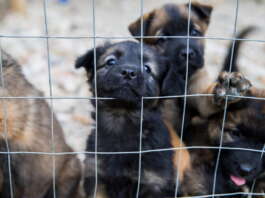 Otto cani in gabbie strette e sporche, denunciato 80enne nel Napoletano