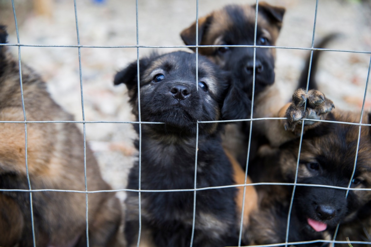 Cani da Palermo a Caserta, accordo per un altro anno