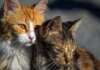 Apice Vecchia, Lav Benevento: “Serve un intervento concreto per la colonia felina” Gatti