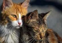 Colonia felina, LAV scrive al Comune di Apice: “Servono interventi urgenti” Gatti