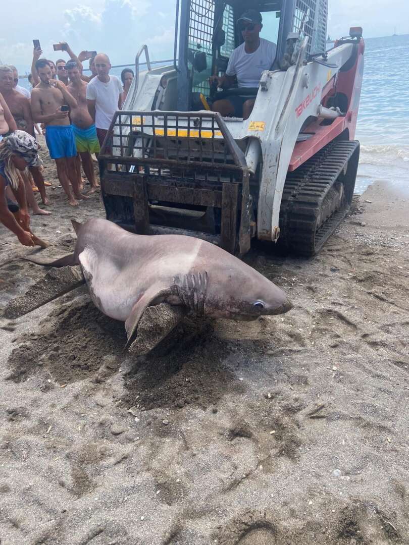 Sorpresa e paura a Salerno: esemplare di squalo trovato morto sulla spiaggia