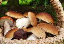 Vende funghi porcini in auto, denunciato “commerciante itinerante”