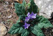 Intossicati da mandragora, la pianta delle ‘streghe’ come in Harry Potter