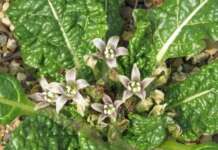 Allarme mandragora, esame su 152 casse di verdure: nessun esito