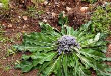 Allarme Mandragora nel Napoletano, audizione su sicurezza alimentare