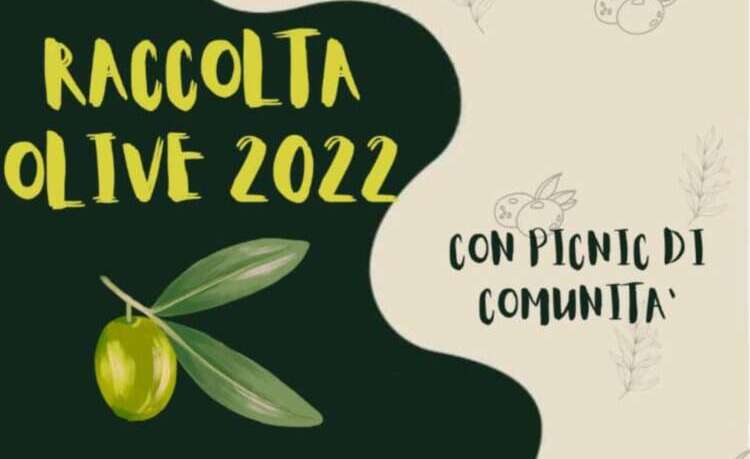 Cerreto Sannita, ritorna la raccolta di comunità delle olive nel giardino  dell'Episcopio