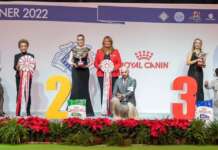 Attila è il numero uno: l’allevamento sannita di Paolo Pezzullo vince l’Enci WInner 2022