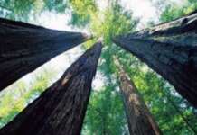 Alberi malati a Salerno, ok della Forestale: vanno abbattuti