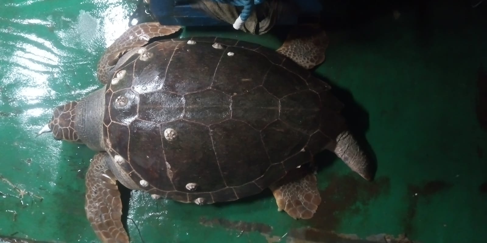 ‘Osimhen’, tartaruga gigante soccorsa a Salerno