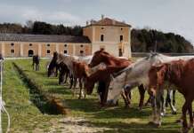 Real Sito di Carditello, inizia il restauro del parterre