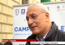 Brucellosi bufalina, l’assessore regionale Caputo: “Pronto il bando per la ‘stalla ideale’, soddisfatti gli allevatori” (VIDEO)