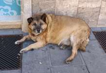 Avellino, si torna in Consiglio tra tasse, mozioni e il riconoscimento per Pippo come cane di quartiere