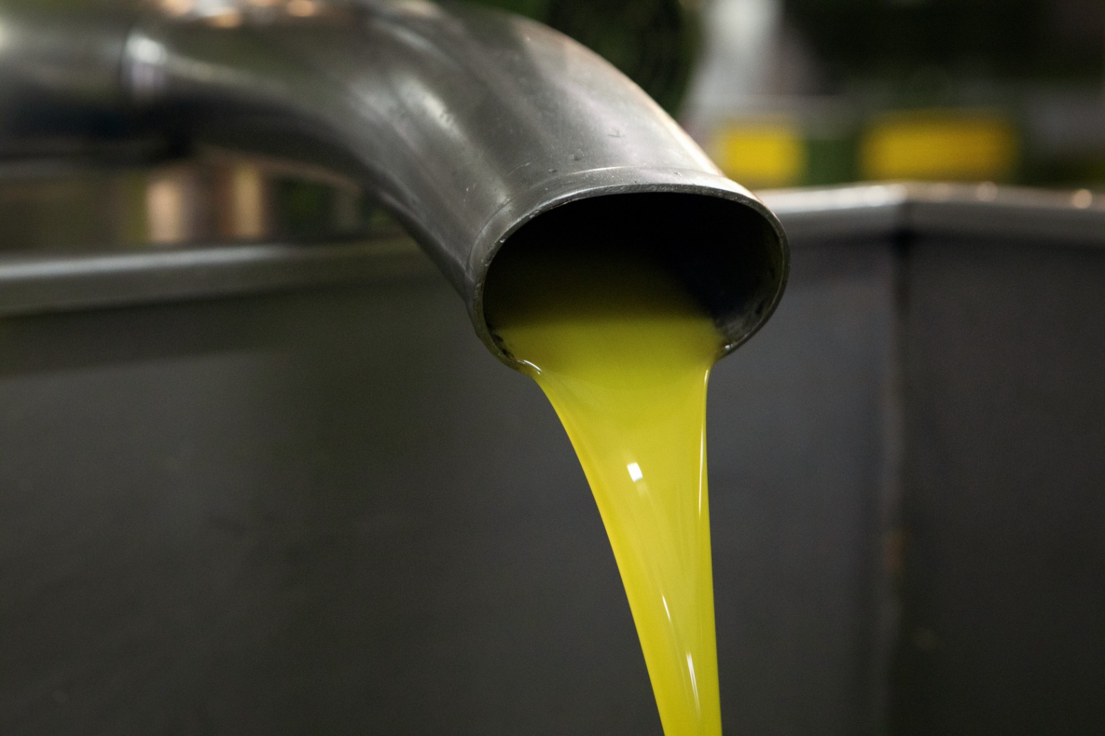 Olio extravergine d’oliva, la Campania ottiene il riconoscimento IGP