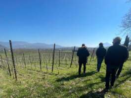 Sos per i vigneti in Campania: per le forti piogge dilaga la Perenospera