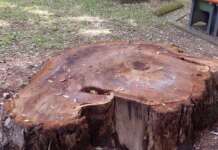 Villa comunale, abbattuto un nuovo albero monumentale all’insaputa di tutti