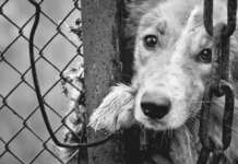 Maltrattamenti sugli animali: condanna delle associazioni