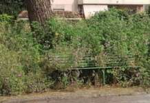 Verde pubblico, a Napoli in 7 anni non aumenta: anzi diminuisce