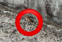 Escrementi di roditori nella scuola di Via Rossini: Giovine chiede interventi immediati Topi