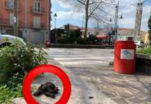Cani, Giornata Mondiale e i padroni incivili in città