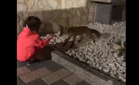 Nel Salernitano bimba di 3 anni adotta una piccola volpe