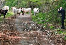 Partenio, le unità cinofile escludono presenza di esche avvelenate