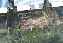 Canile Lager nel Casertano, Partito Animalista Italiano: “Emergenza gravissima”