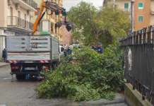 VIDEO/Vento forte su Salerno, si spezzano due alberi: disagi nei pressi della scuola Gatto