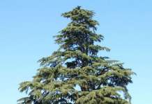 Gli Agronomi di Benevento rispondono al quesito dell’Archeoclub di Apice: “I cedri non vanno abbattuti”