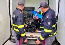 Controlli su allevamenti a mare di cozze, nessun allarme per epatite A Controlli sulle cozze