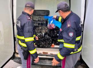Controlli su allevamenti a mare di cozze, nessun allarme per epatite A Controlli sulle cozze