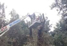 Vomero, via dal Parco Mascagna la gestione verde di strade adiacenti: “Che rischi dopo alberi tagliati?”