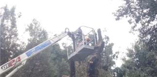 Vomero, via dal Parco Mascagna la gestione verde di strade adiacenti: “Che rischi dopo alberi tagliati?”
