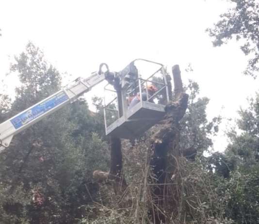 Vomero, via dal Parco Mascagna la gestione verde di strade adiacenti: “Che rischi dopo alberi tagliati?”