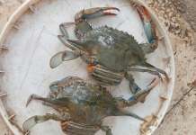 Granchio Blu, monitoraggio in Campania: prosegue lo studio del laboratorio Genenvet