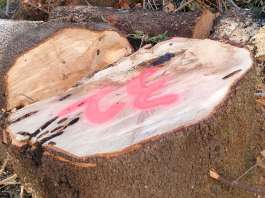 Parco Mascagna, caos taglio alberi. Commissione chiede stop: “Proteste continue”