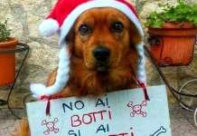 Malore per lo spavento dei botti, morto un cane a Salerno